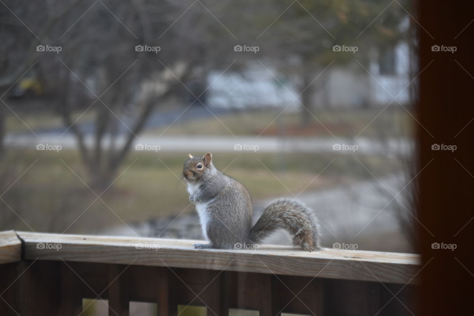 squirrel