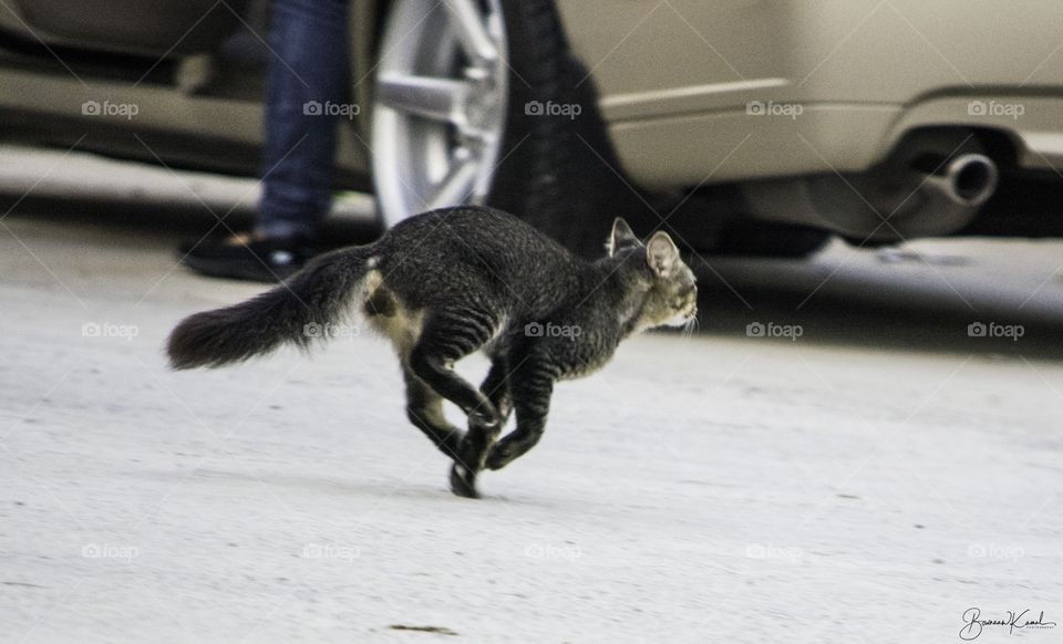 Cat on the run, Brunei
