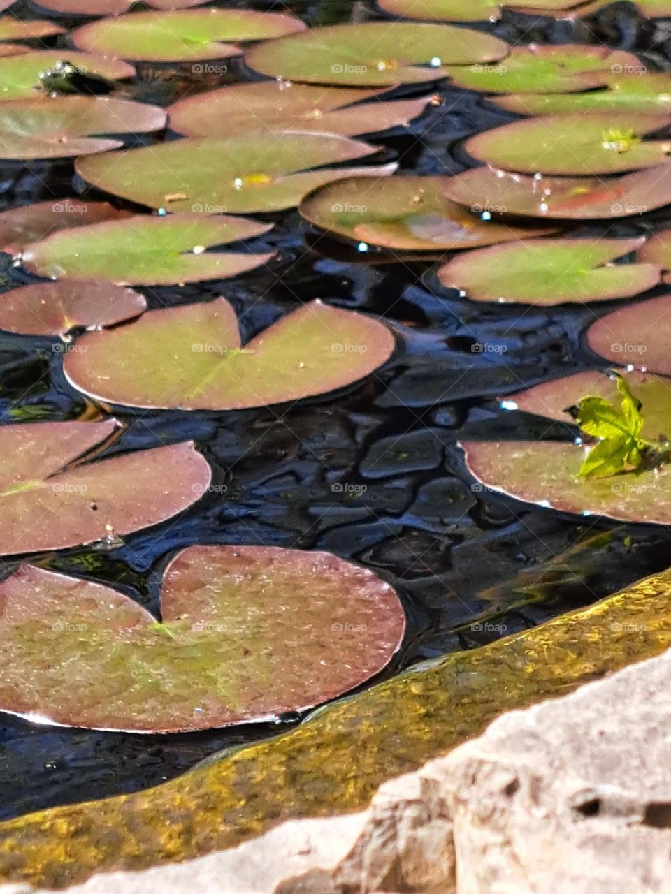 Lilly pads and frogs