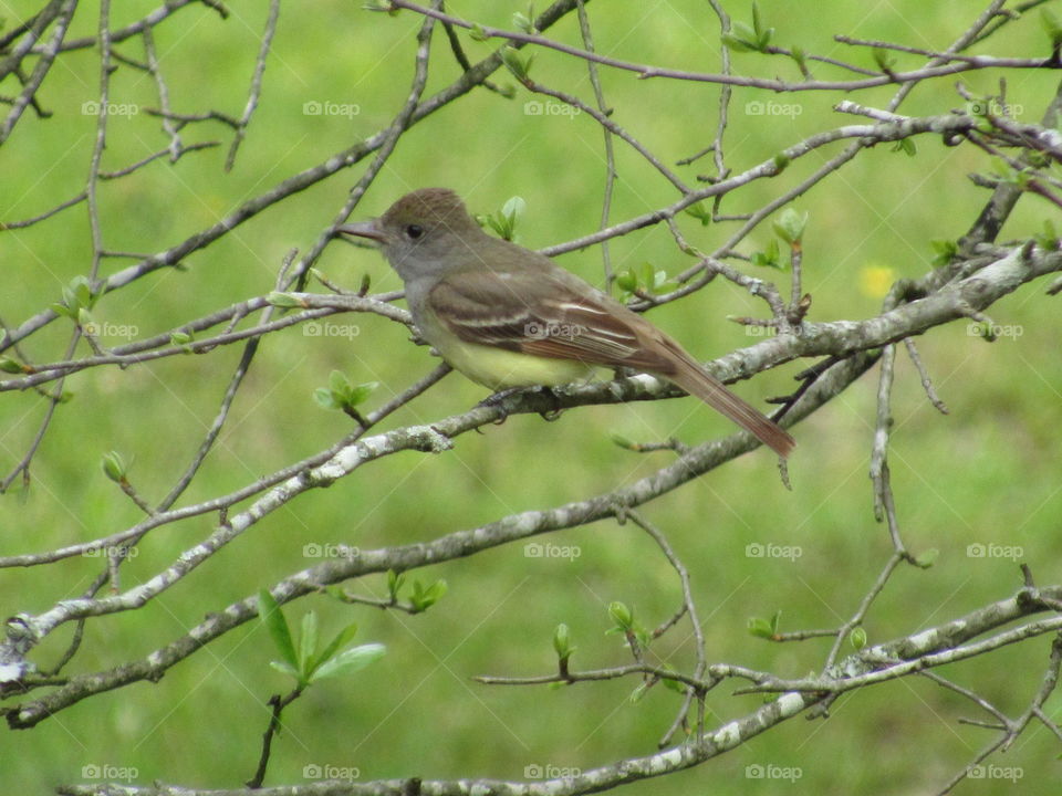 Great crested flycatcher