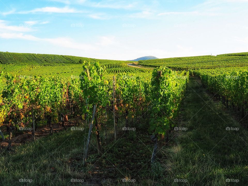 Alsace Vineyard 