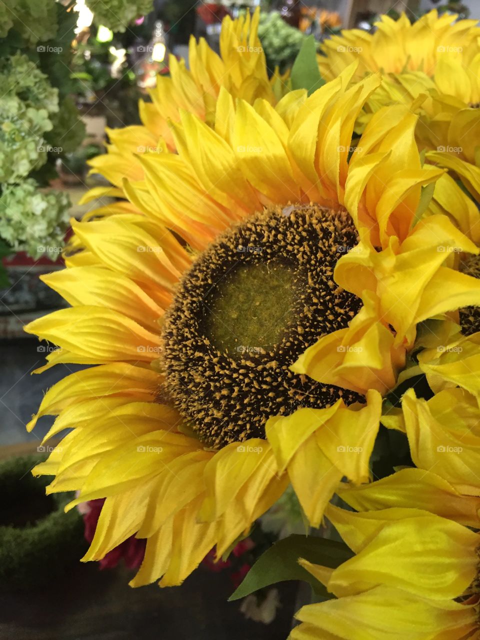 Macro shot of yellow sunflower 