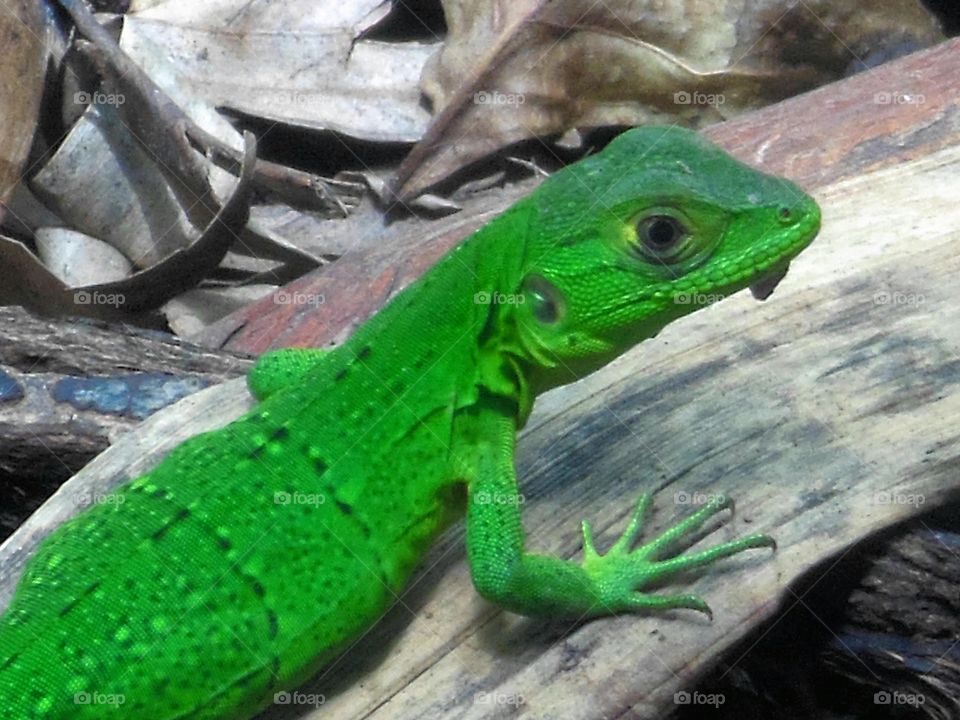 green iguana