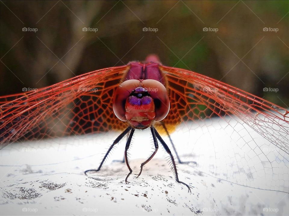 A beautiful red dragonfly