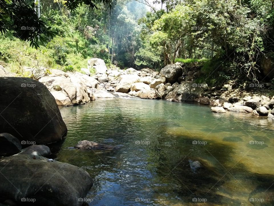 jungle pond captured