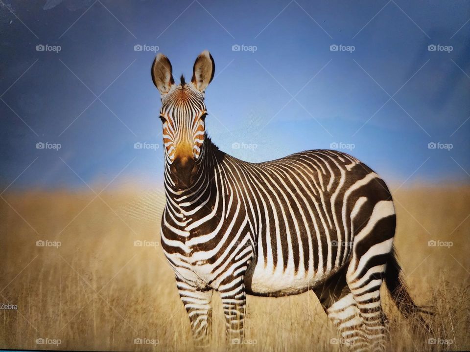 zebra in de wildlife