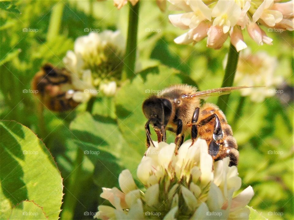 bees, glorious bees!