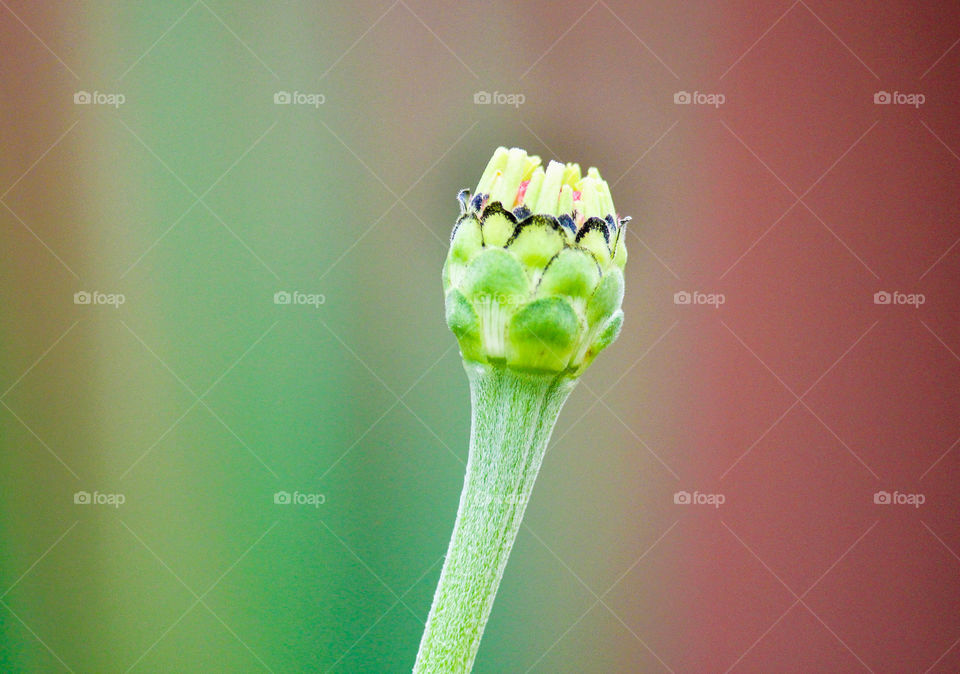 Close-up of bud