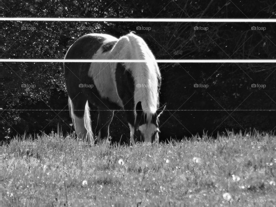 Mustang and light on neck edge