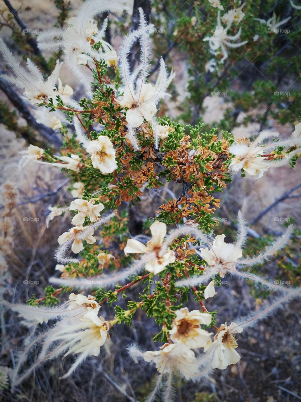 Blooms in Arizona