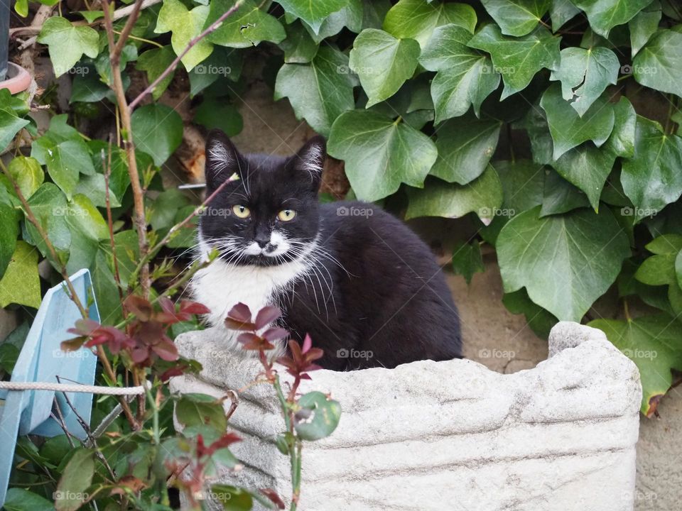 black and white cat in the garden