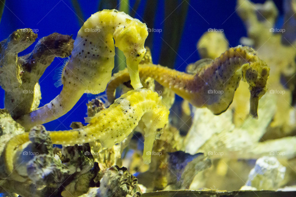 Yellow seahorses 