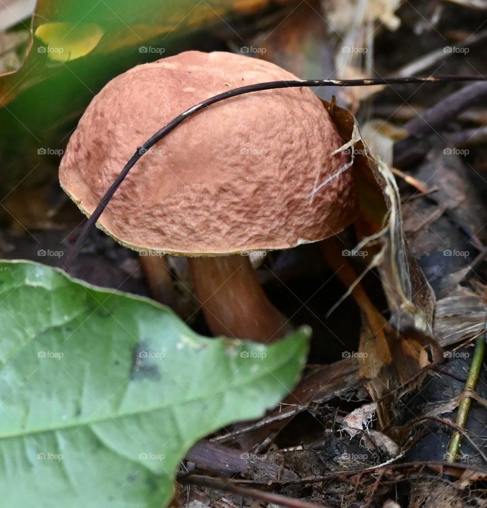 mushroom