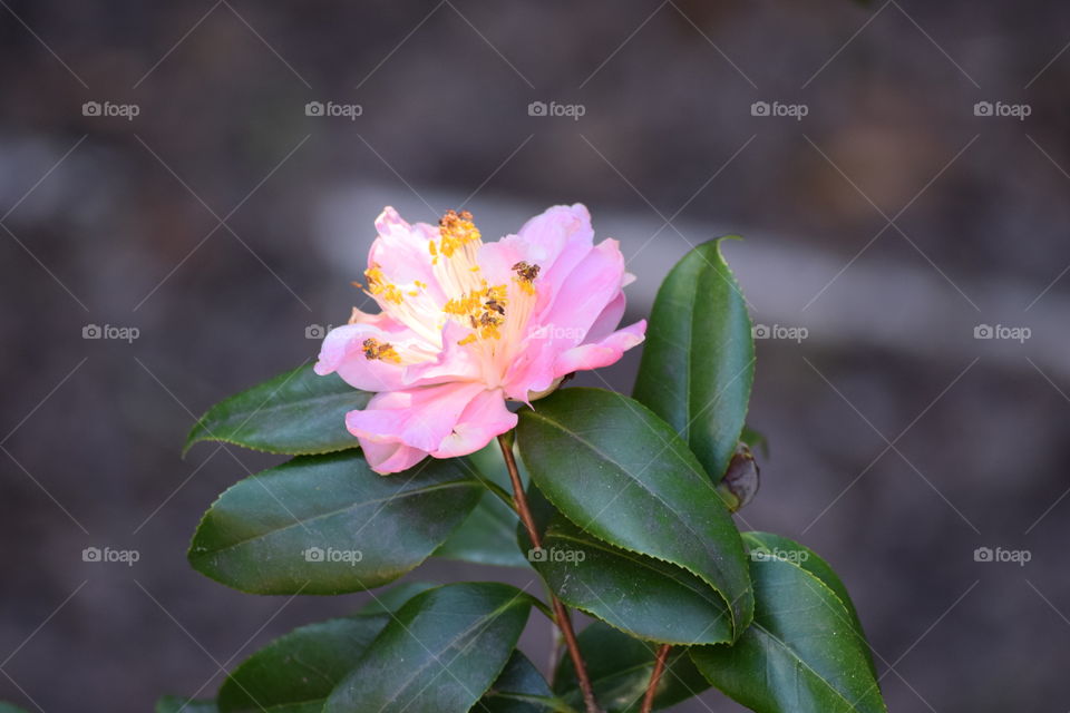 Camelia growing on plant