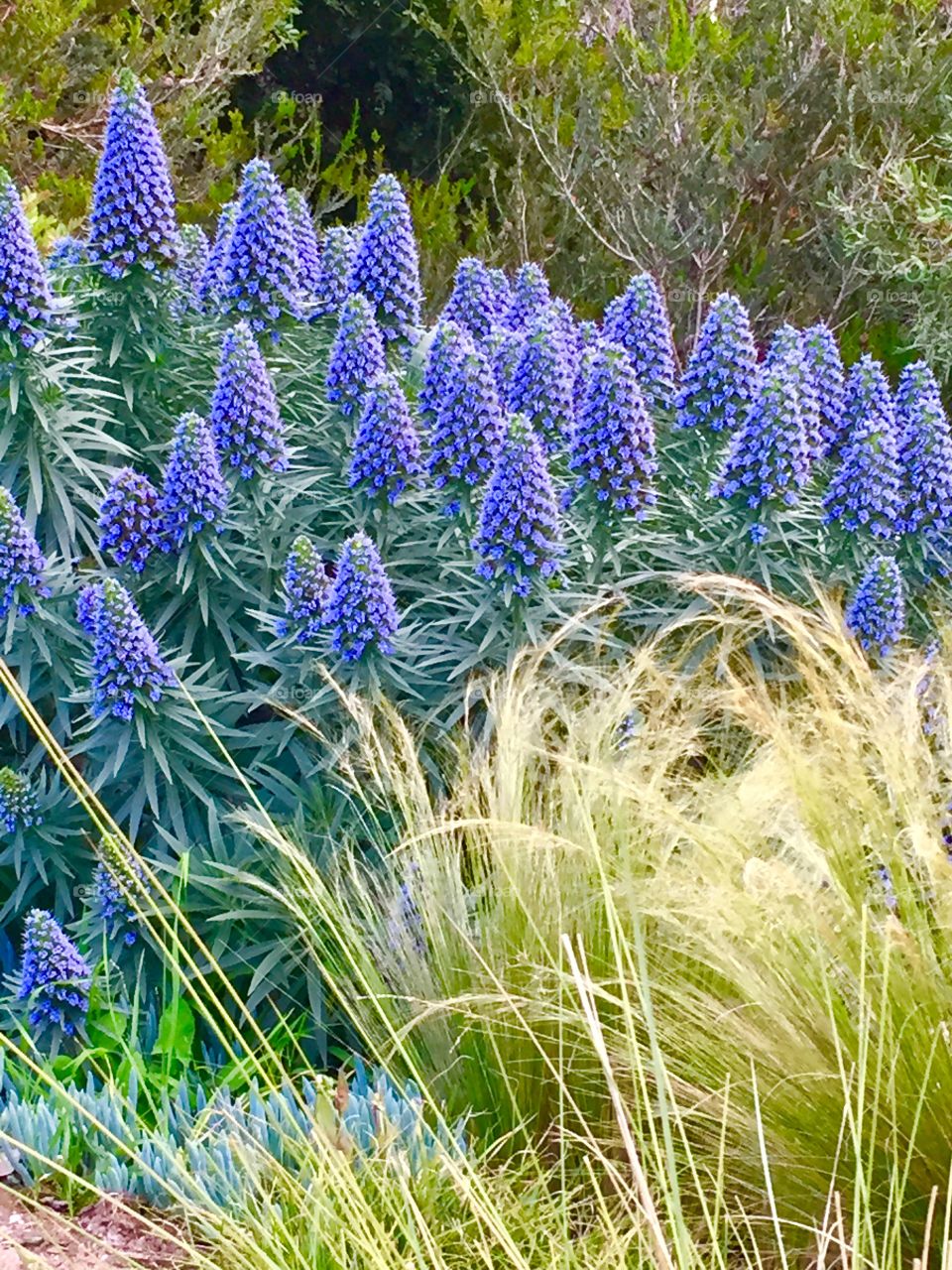 Spring Blooms