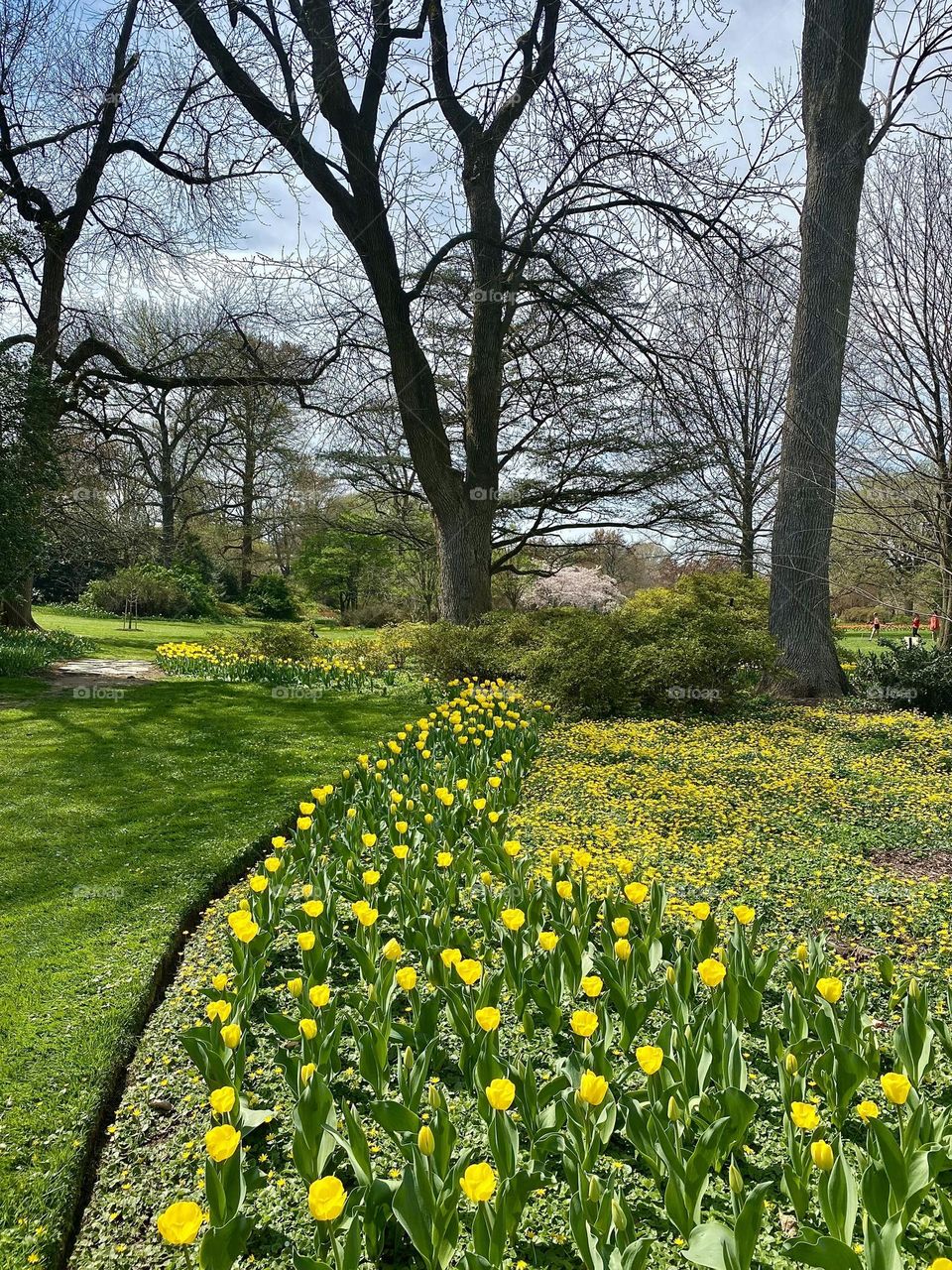 A garden bed full of yellow tulips