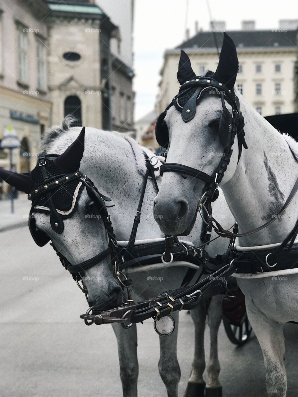 Austria is about horses 🐎 
