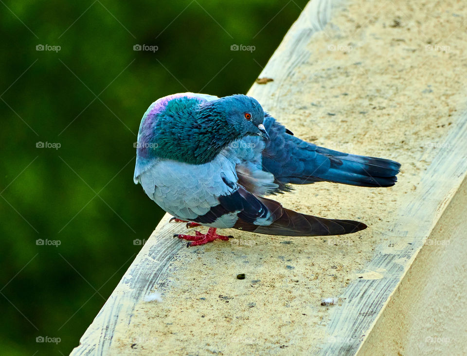 Bird photography  - Dove  - Perching