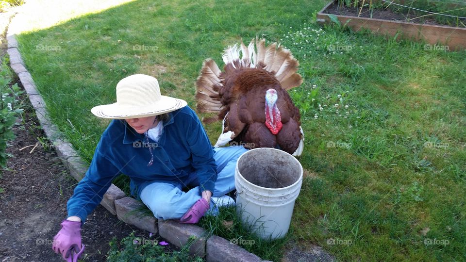 A turkey helps his neighbor in the garden.