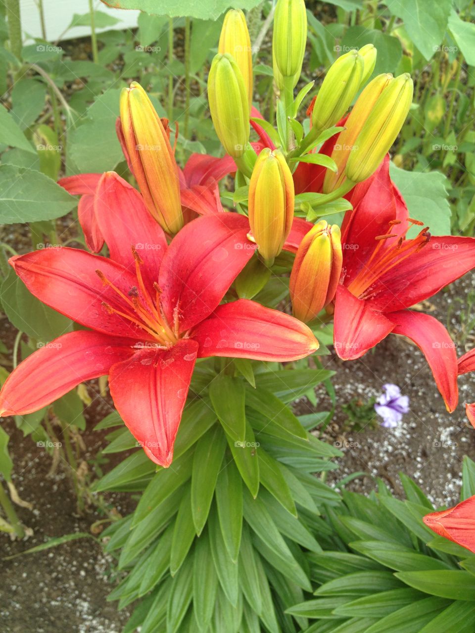 Red tiger lily 