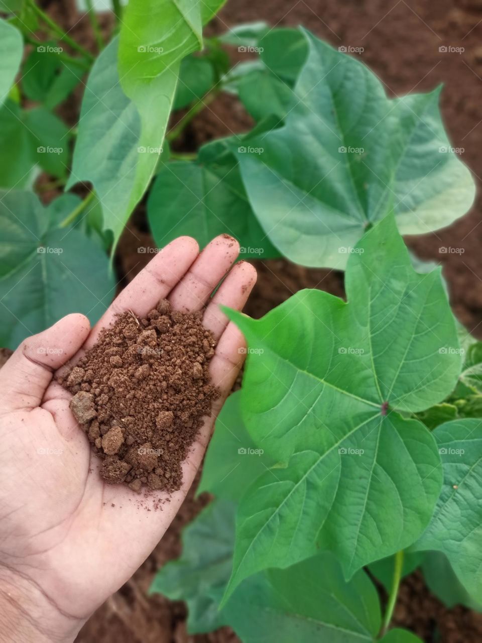 Cotton Leaf And Soil