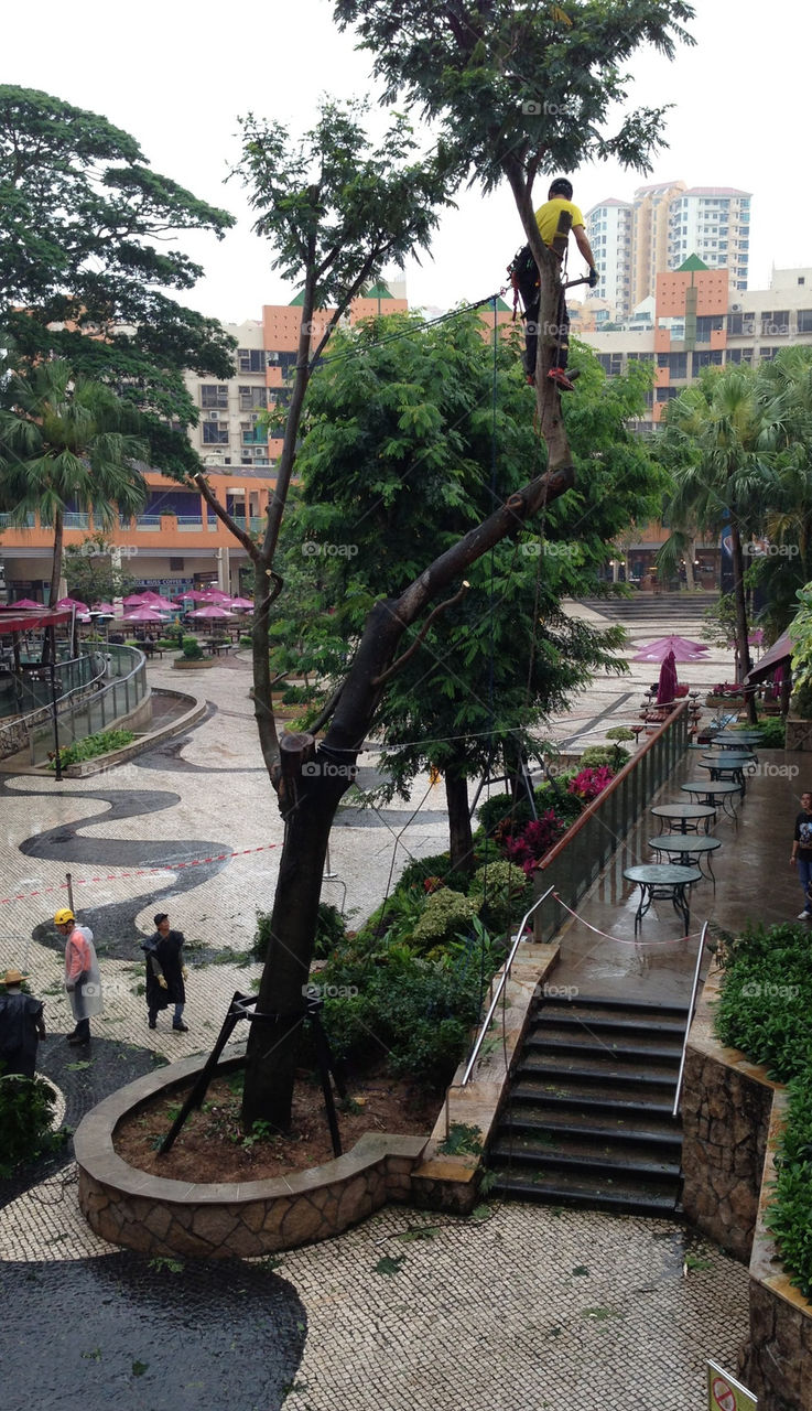 Dangerous tree cutting