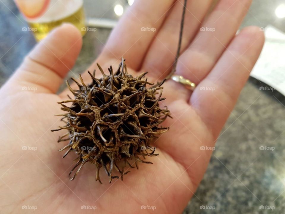 sea fruit