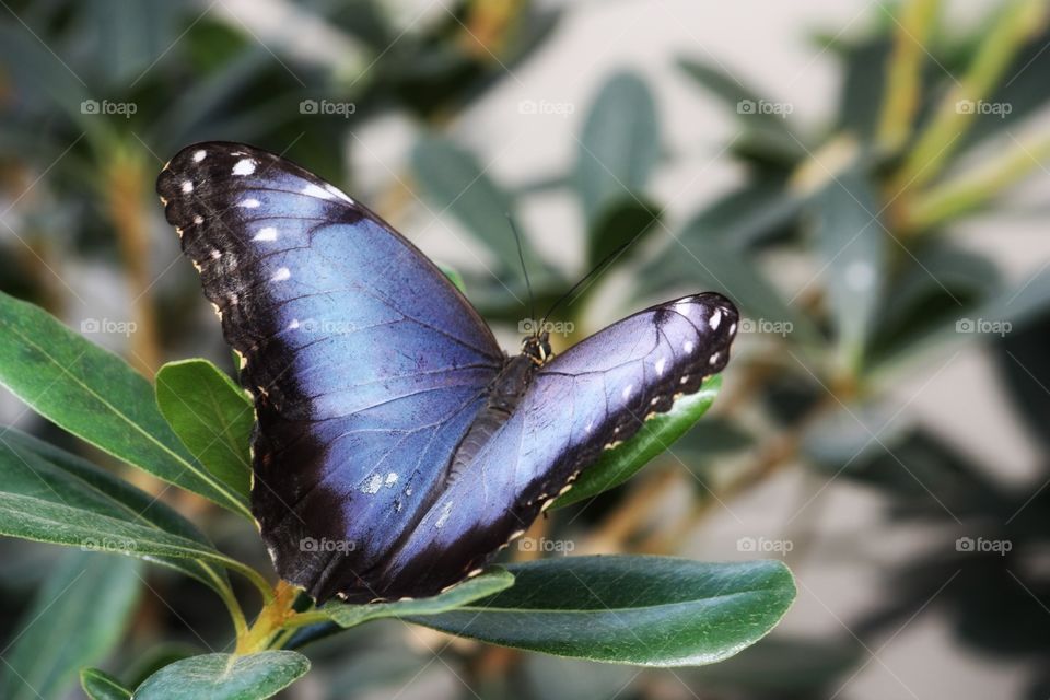 A blue butterfly 
