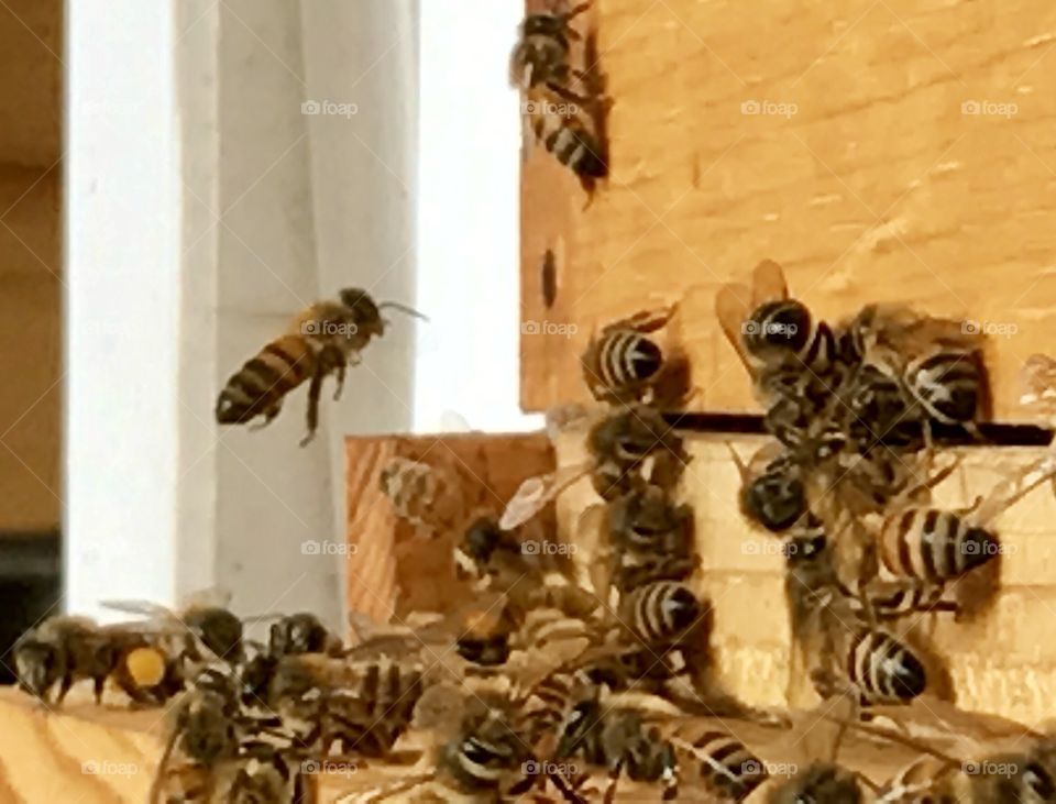 Flight of the Honeybees  3