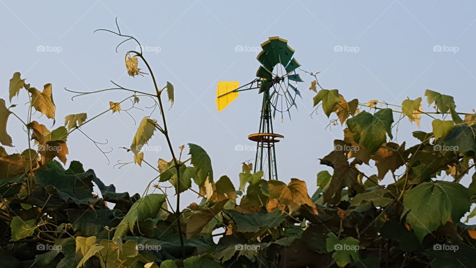 Leaf, Nature, Flora, Tree, No Person