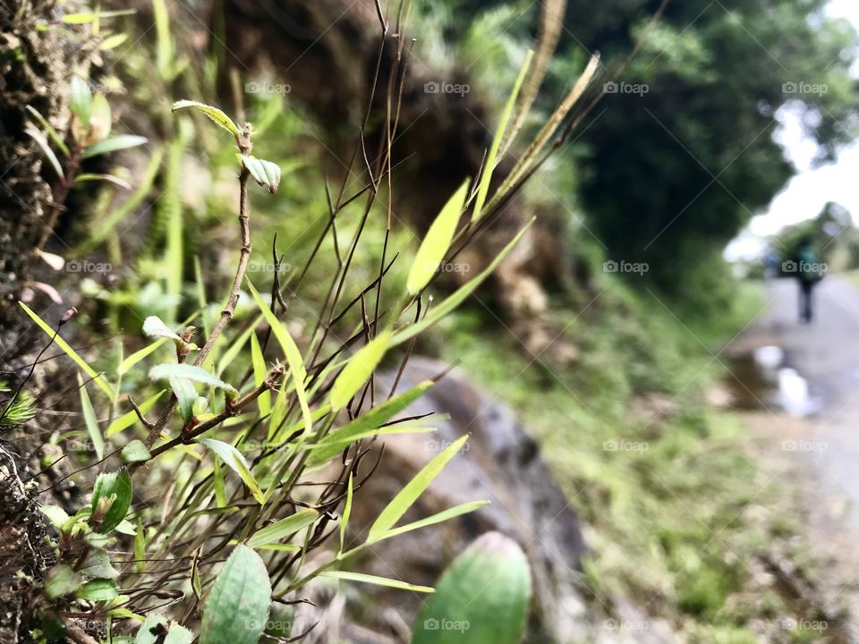 Grass that points out of a granite stone is so beautiful...