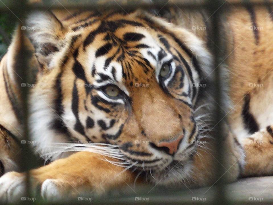 tiger mammals eyes animals by loopylou69