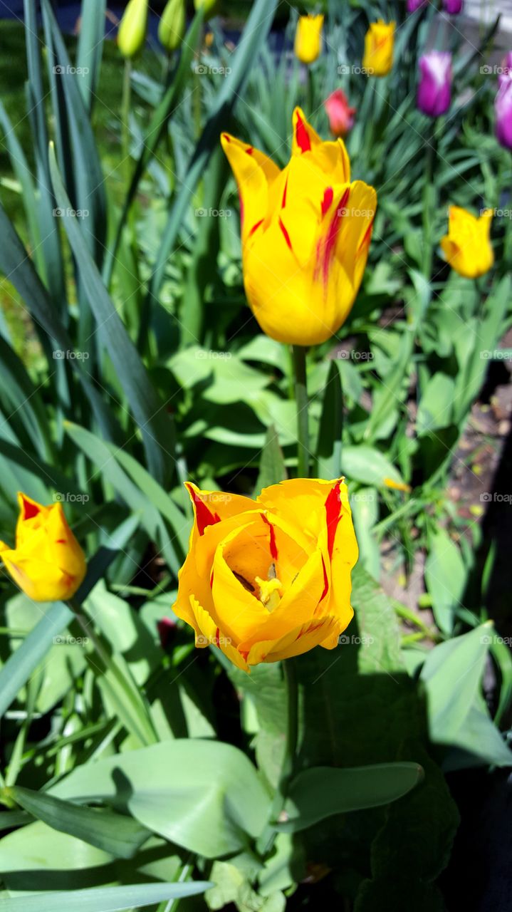 Yellow and Red Tulip 2