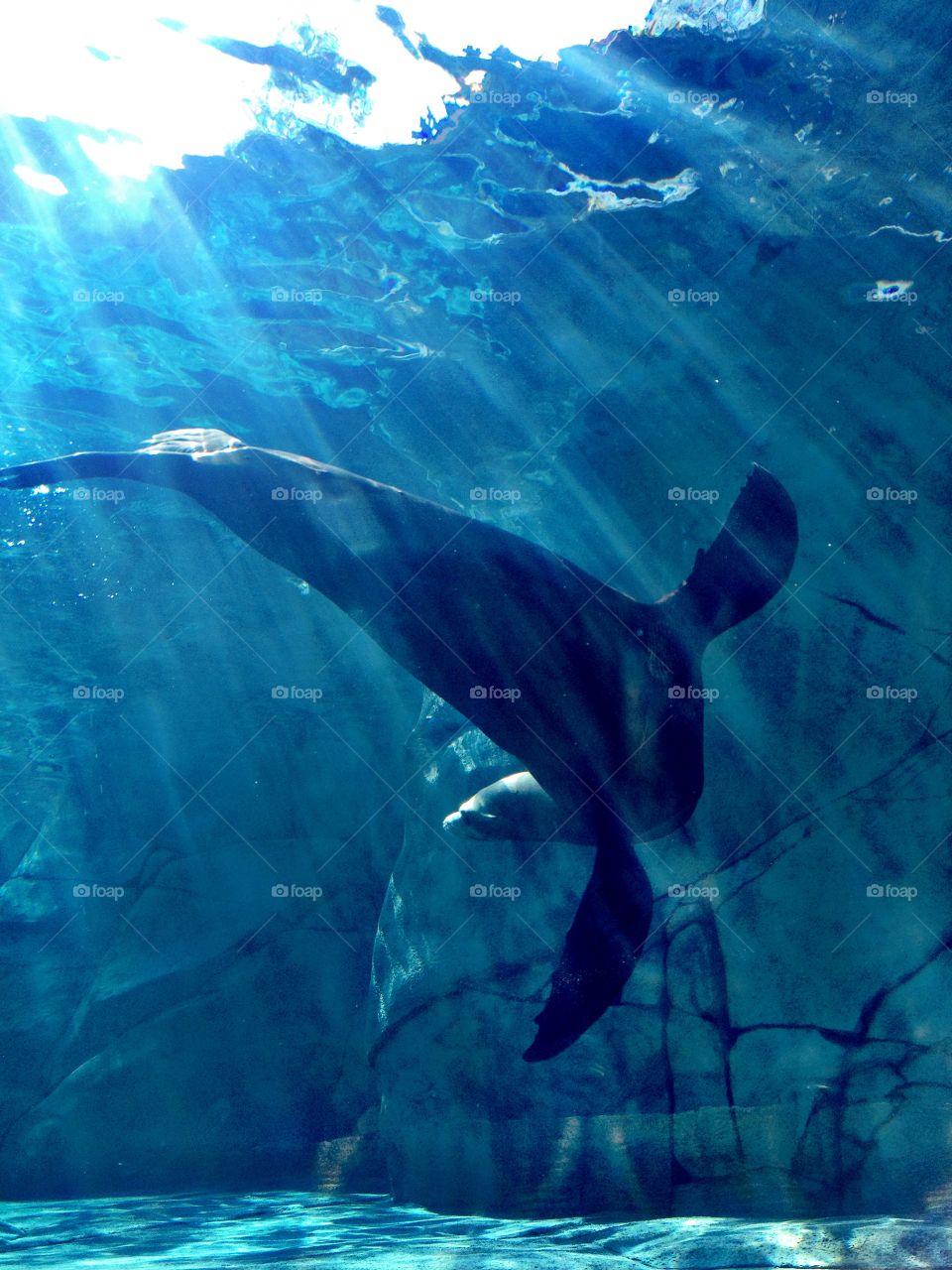 Swimming in the water