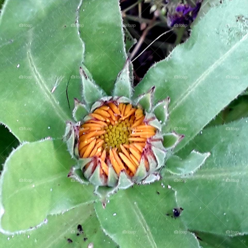 garden in autumn  - yellow  bud of marigold in green leaves