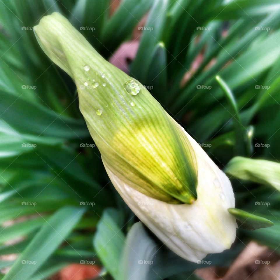 Daffodil. Daffodil budding