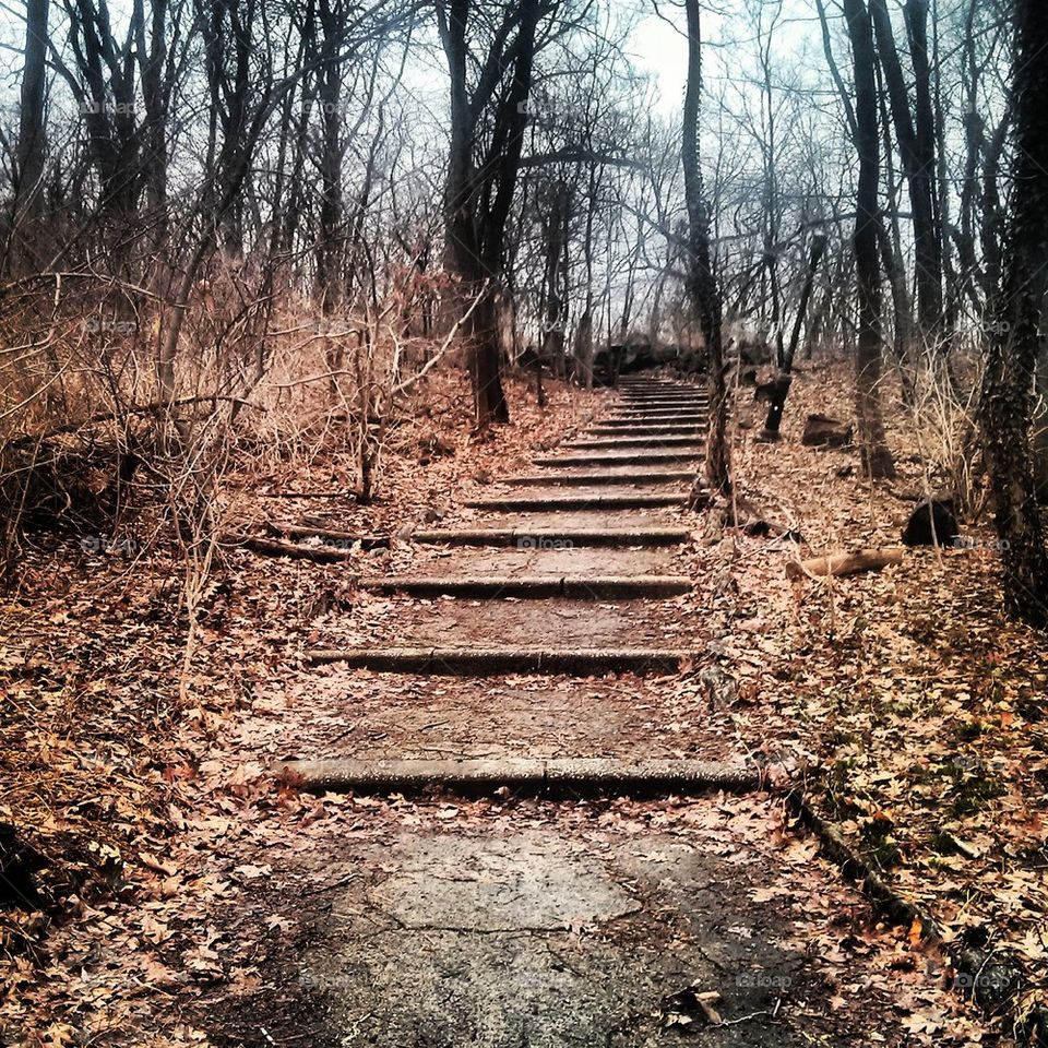 steps in the woods