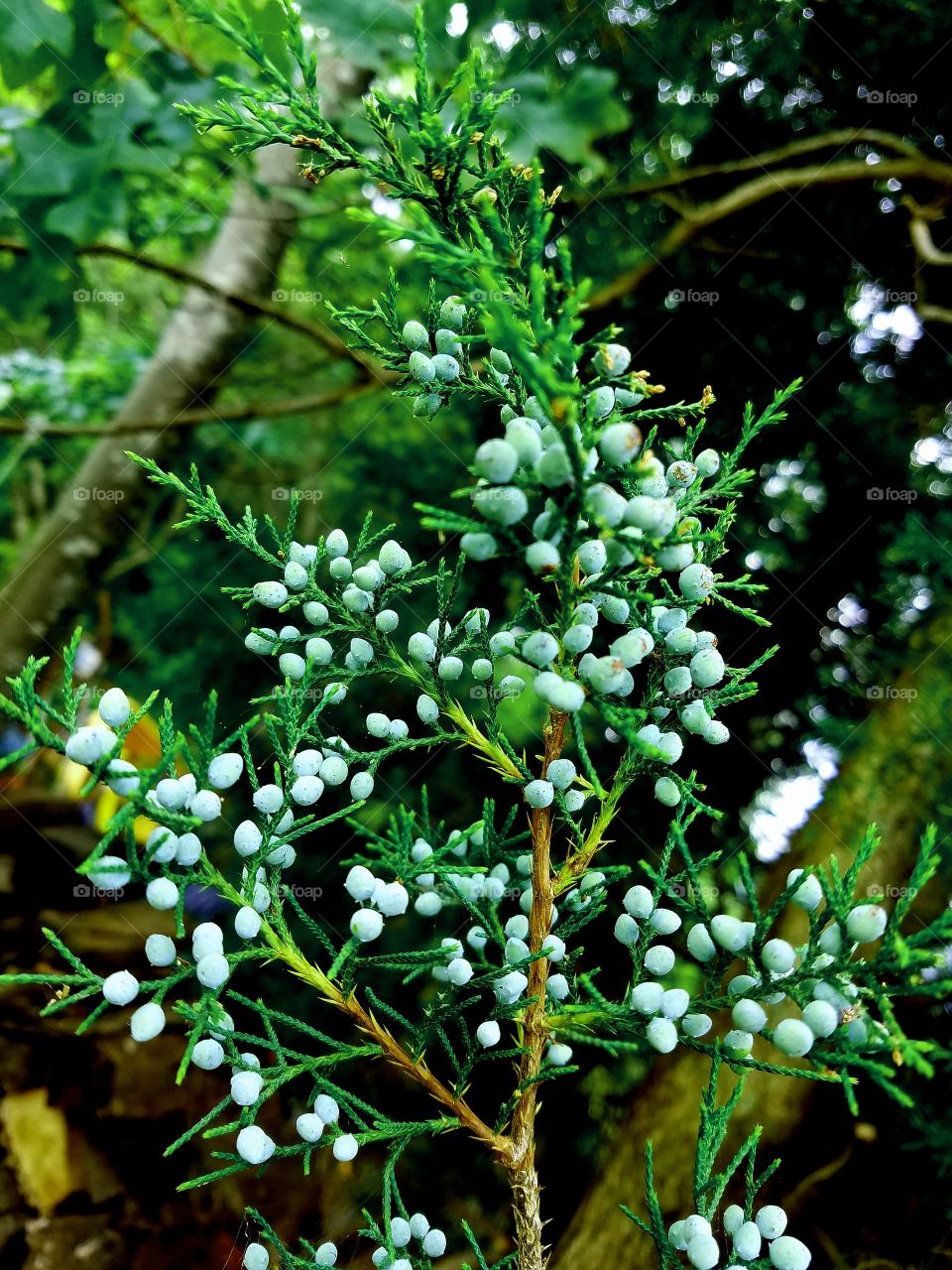 berries on pine