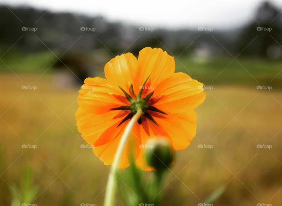 yellow flower