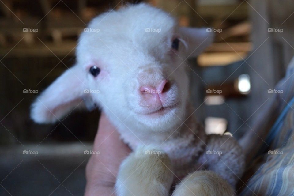 Little Lamb
