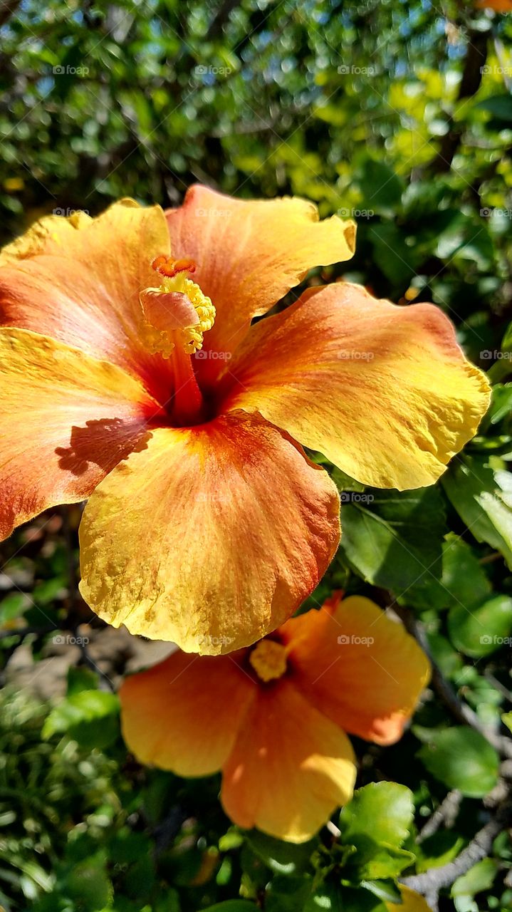 beautiful orange flowers