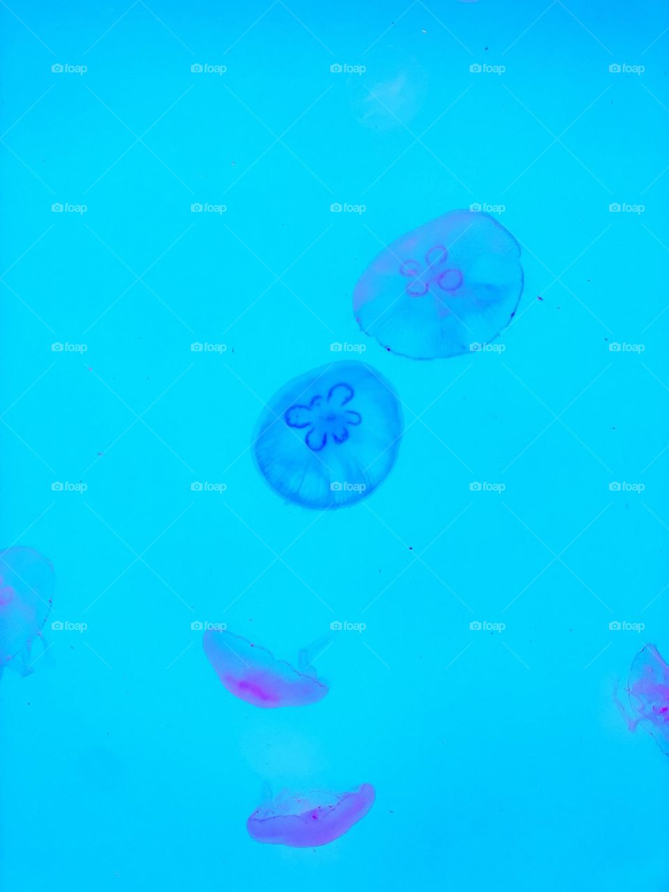 Jellyfish 