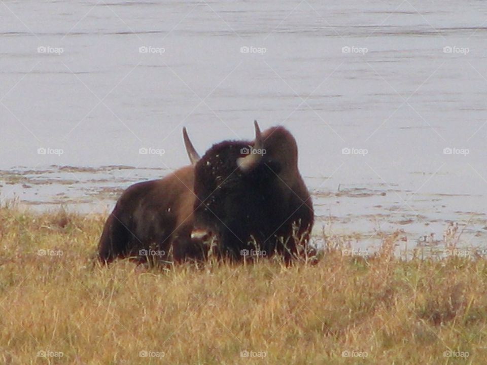 Buffalo 