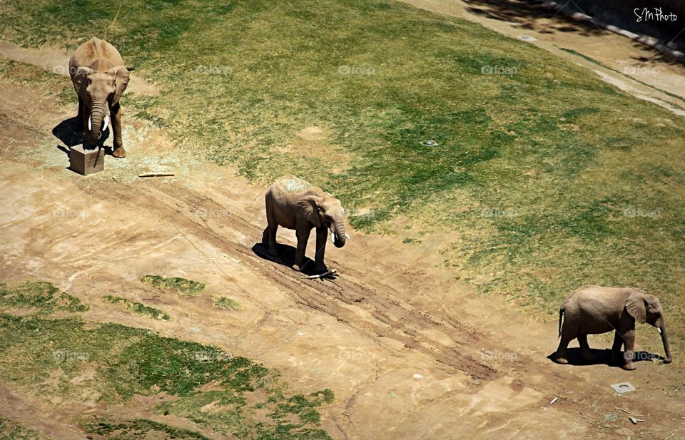 Elephants from above 