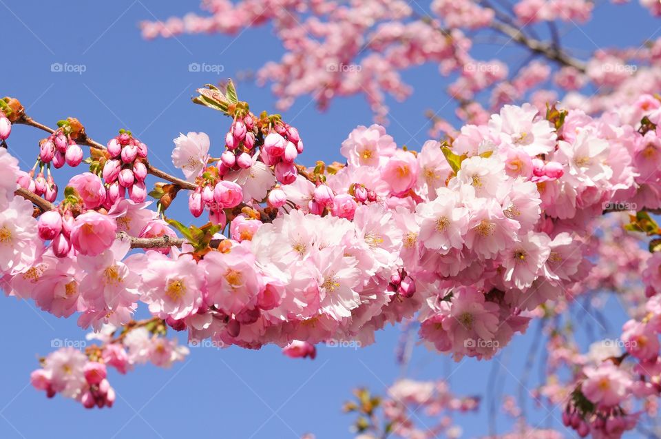 Close-up of cherry blossoms