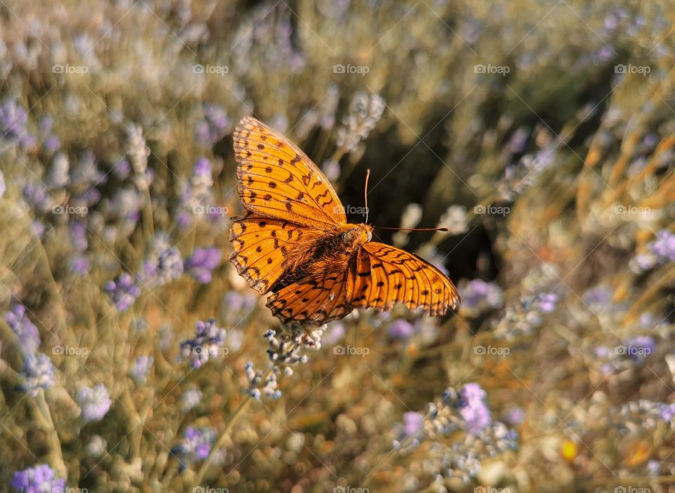 Close-up photo of orange butterfly in field