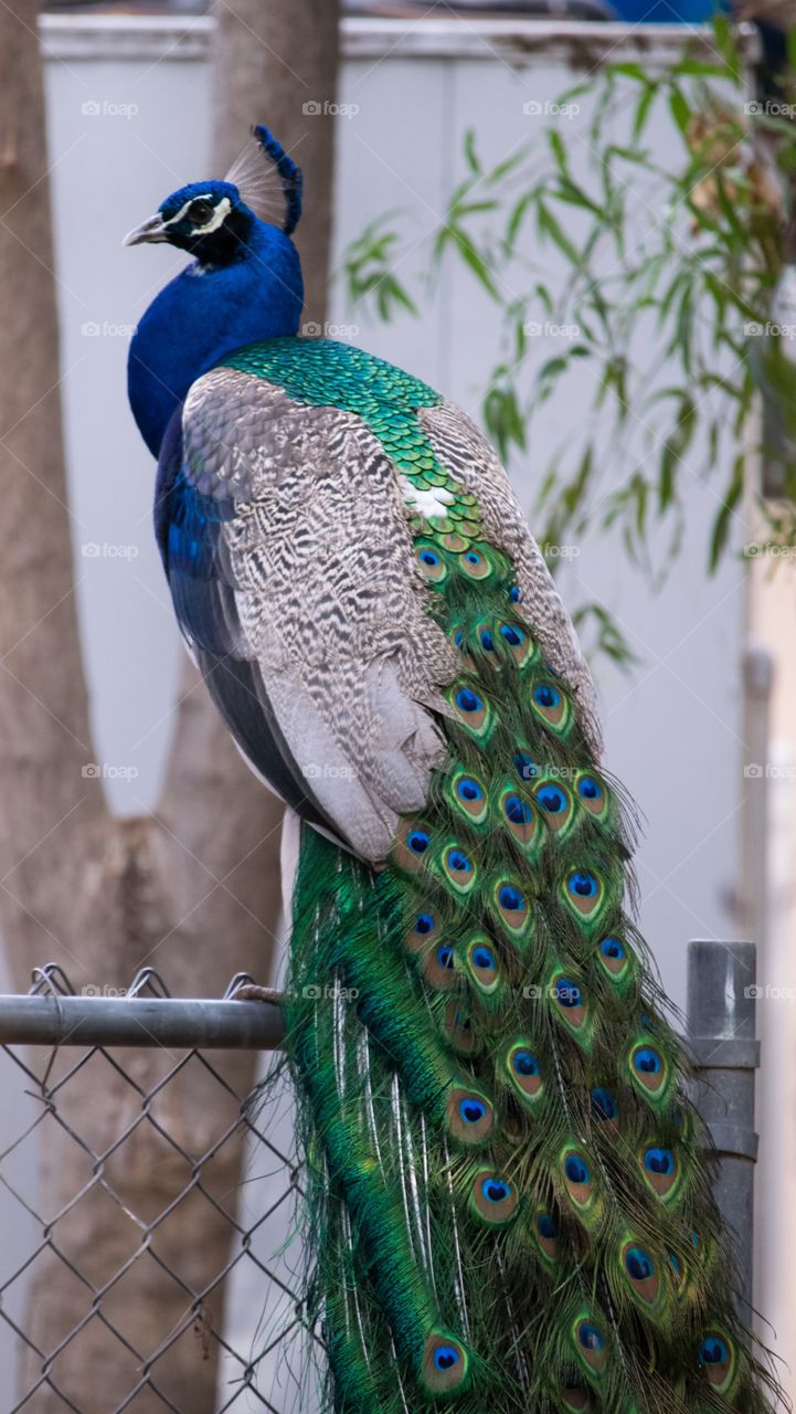 Peacock perching on metal fence