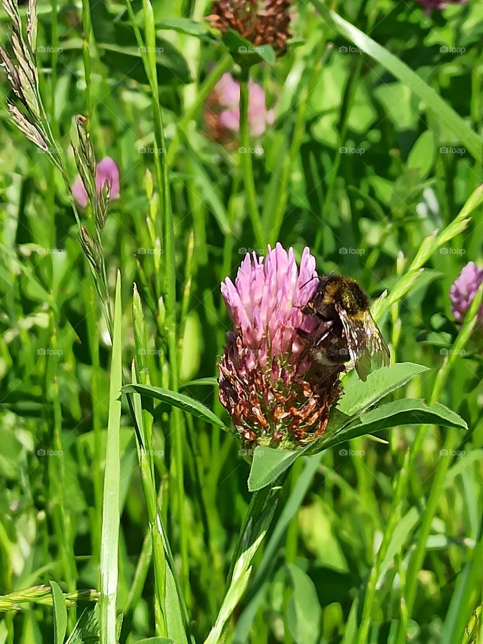 Bee on a clover