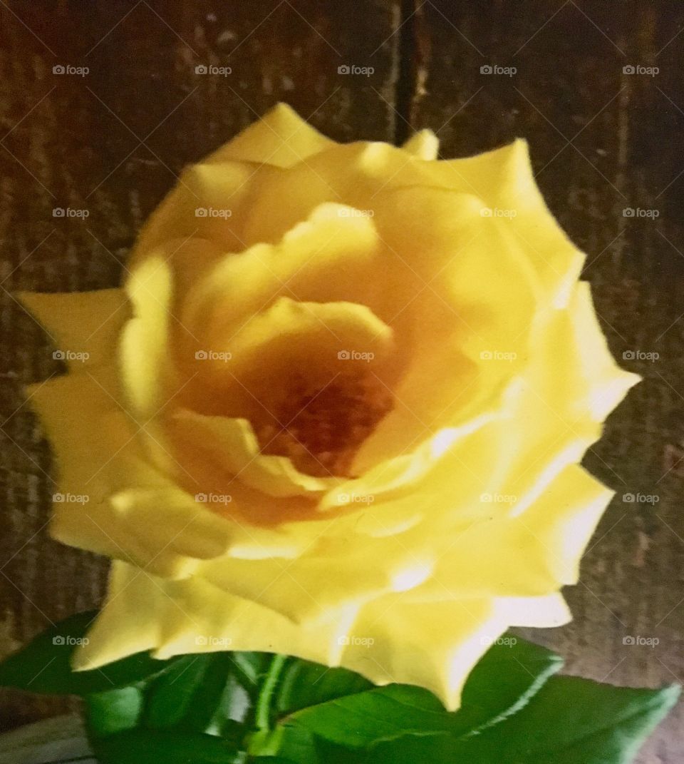 Yellow rose of Texas