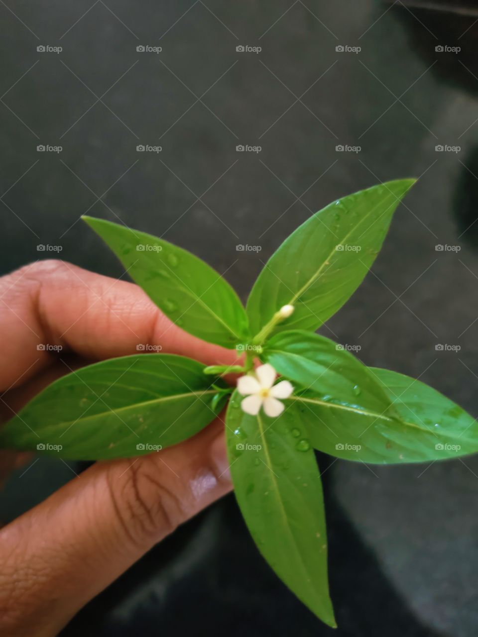 a small white flower